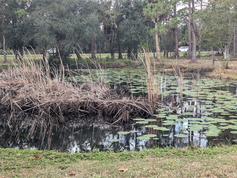 Pond edge and pine flatwoods, Paisley, Florida